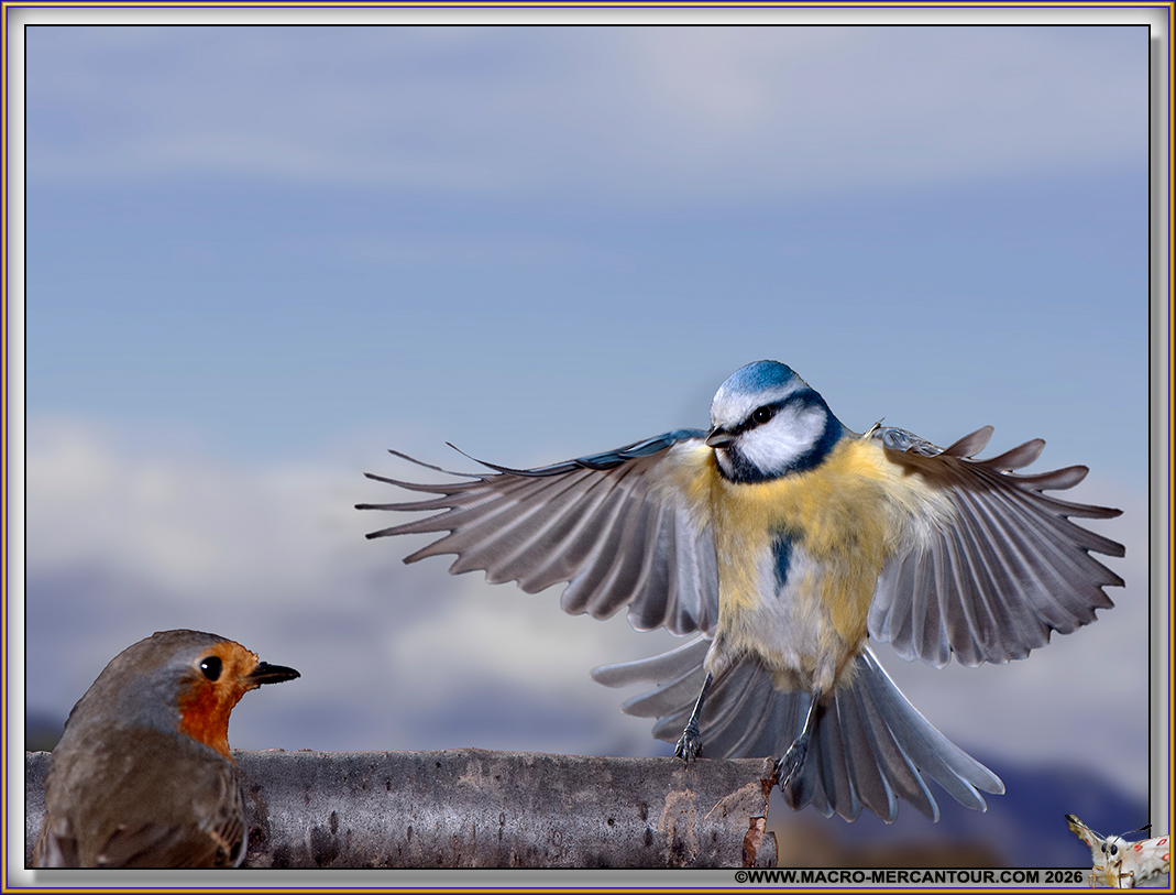 07-MESANGE BLEUE_DSC4928 copie